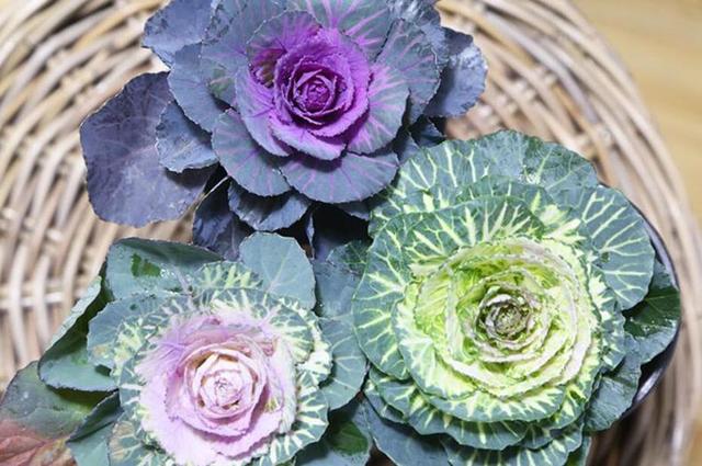 冬季室外最耐寒的15種花卉_花卉耐寒區(qū)_冬季室外耐寒的花卉有哪些