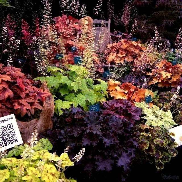 冬季室外最耐寒的15種花卉_冬季室外耐寒的花卉有哪些_花卉耐寒區(qū)