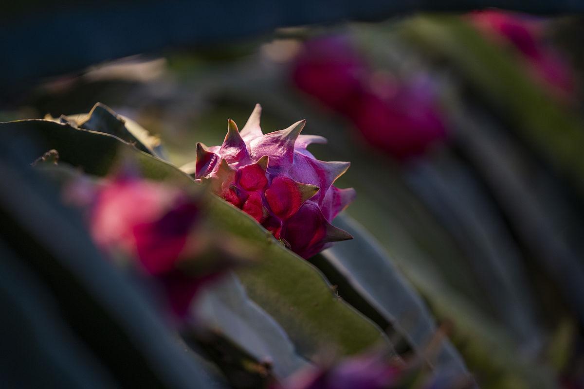 朋友搬家送綠植一顆還是兩顆好_送搬家綠植朋友好不好_朋友搬家送什么綠植好