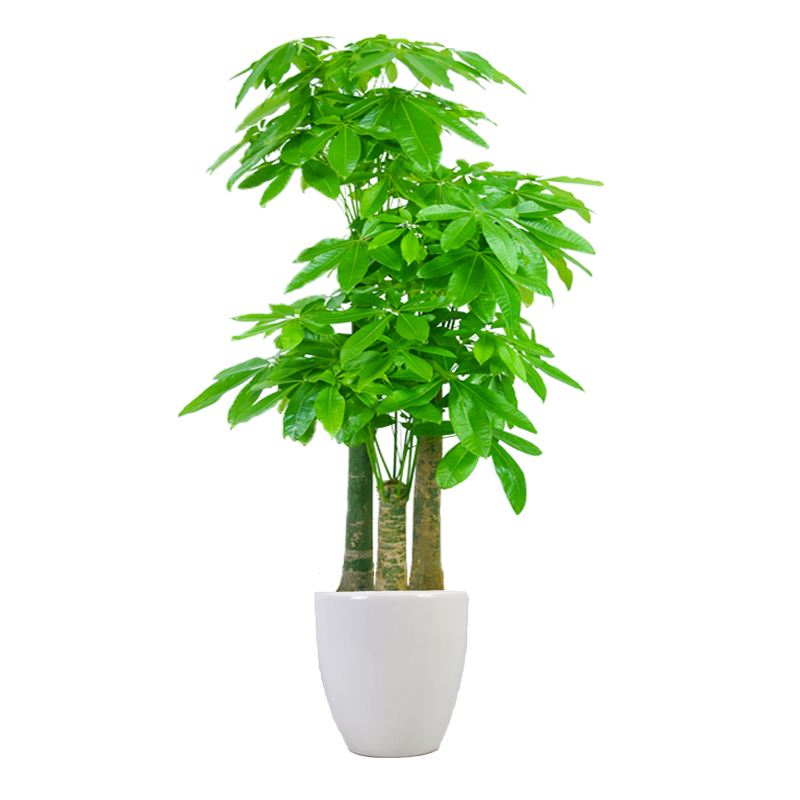 朋友搬家送綠植一顆還是兩顆好_送搬家綠植朋友好不好_朋友搬家送什么綠植好