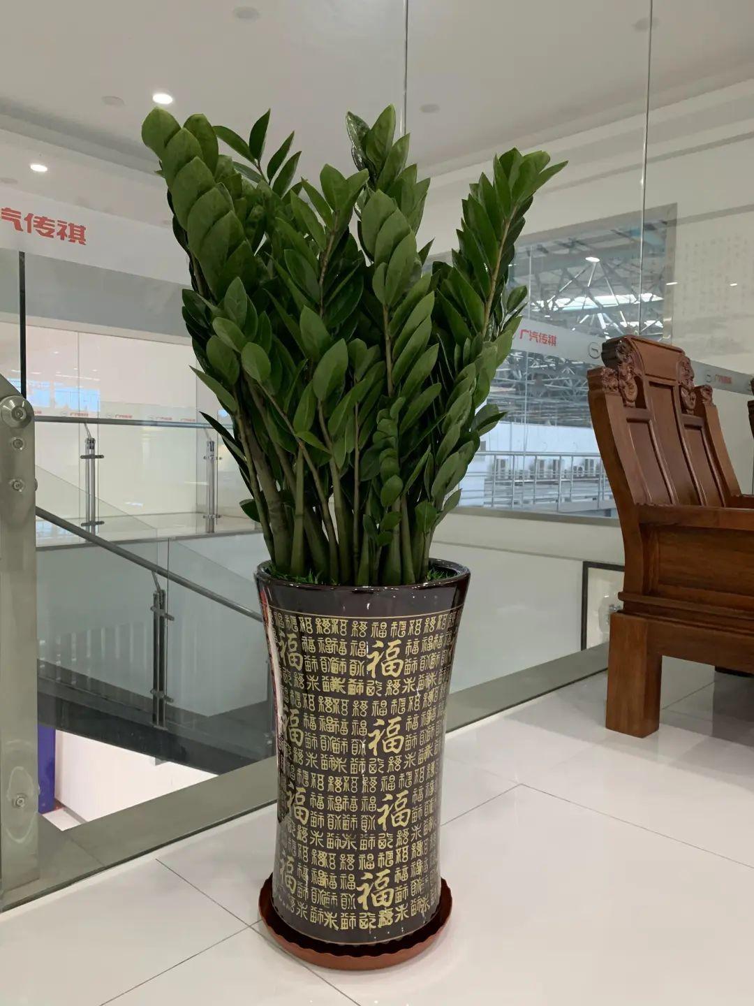 喜陰的室內(nèi)植物_室內(nèi)植物喜陰還是喜陰_室內(nèi)植物喜陰的有哪些