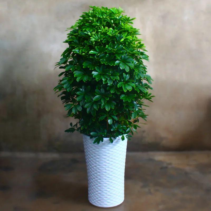 喜陰的室內(nèi)植物_室內(nèi)植物喜陰的有哪些_室內(nèi)植物喜陰還是喜陰