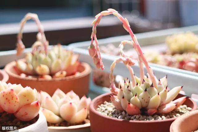 特別耐熱的多肉植物，夏天再長(zhǎng)也不怕，依舊活得“有滋有味”