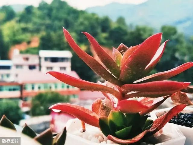 耐熱的多肉有哪些_耐寒又耐熱的多肉植物_耐熱耐寒的多肉植物