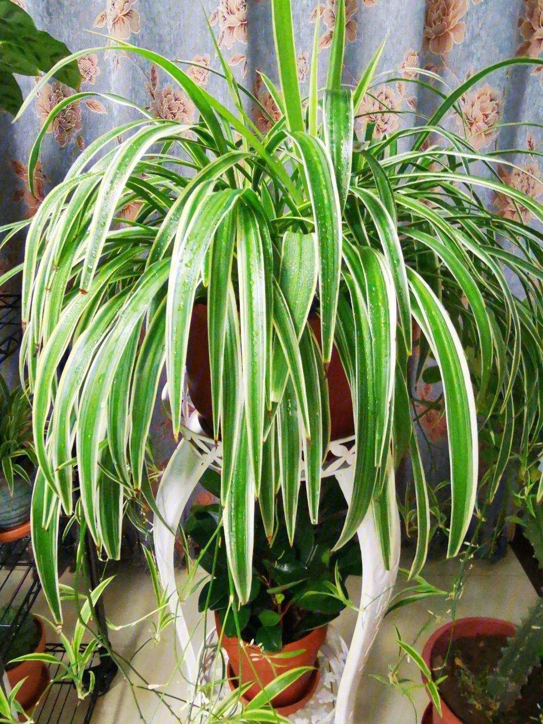 十種適合室內(nèi)養(yǎng)的花_室內(nèi)養(yǎng)適合花草的植物_室內(nèi)養(yǎng)適合花的植物