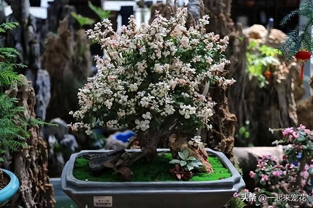 臥室養(yǎng)花可以開空調(diào)嗎_臥室可以養(yǎng)花嗎_臥室養(yǎng)花可以用吡蟲啉嗎
