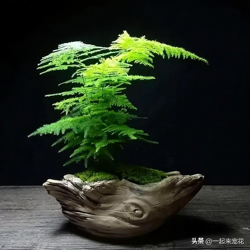 臥室養(yǎng)花可以開空調(diào)嗎_臥室養(yǎng)花可以用吡蟲啉嗎_臥室可以養(yǎng)花嗎