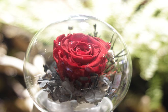 鮮花變干花后怎么保存_鮮花放干后變成干花_鮮花一直放會(huì)變干花嗎