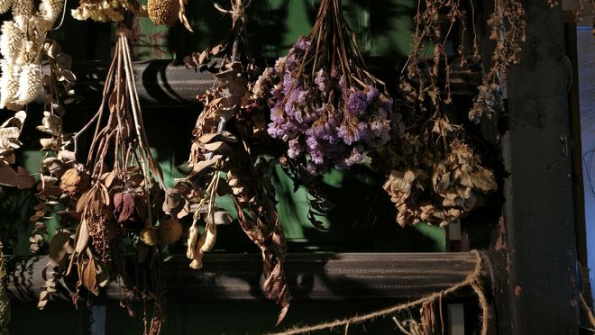 鮮花一直放會(huì)變干花嗎_鮮花放干后變成干花_鮮花變干花后怎么保存