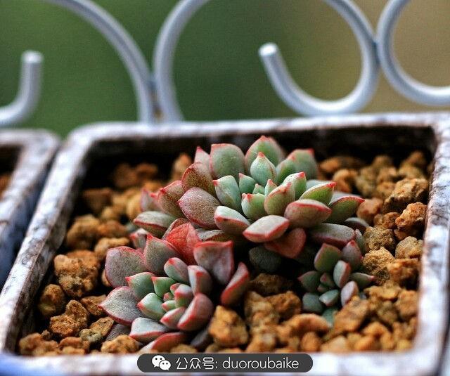 多肉的頑強(qiáng)比美麗更讓我們著迷！