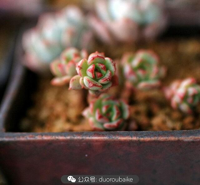 多肉是植物_植物多肉是什么意思_植物多肉是什么顏色