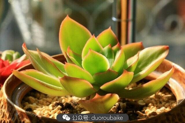 植物多肉是什么顏色_多肉是植物_植物多肉是什么意思