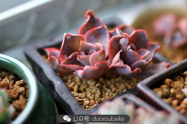 多肉是植物_植物多肉是什么意思_植物多肉是什么顏色