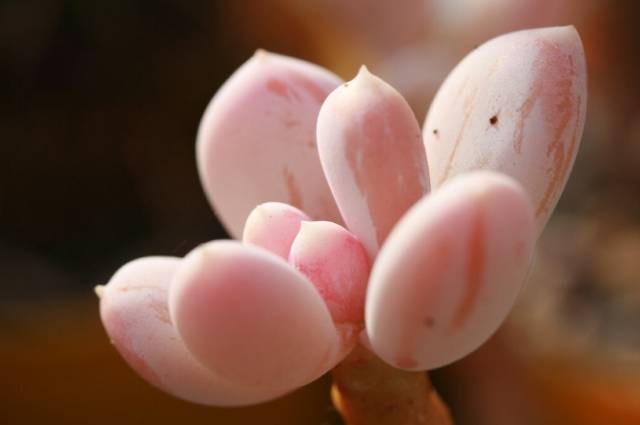看多肉植物_看一下多肉植物_多肉植物識別大全