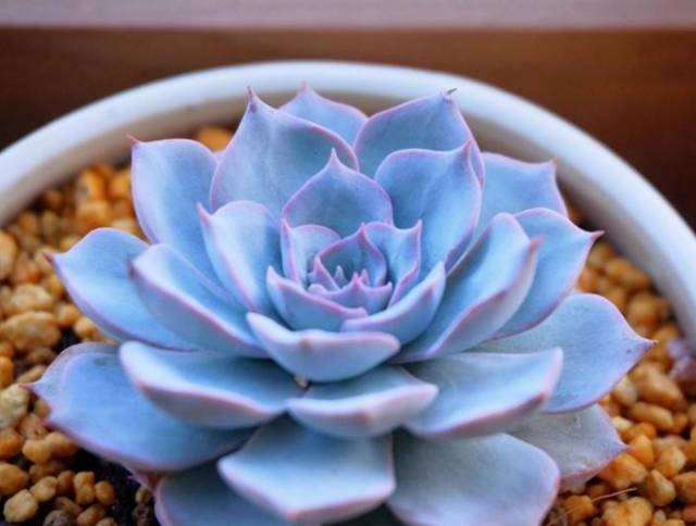 看多肉植物_看一下多肉植物_多肉植物識別大全