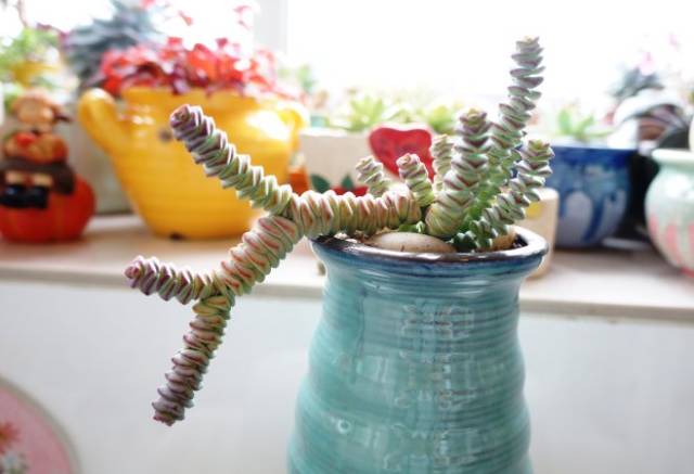 看多肉植物_多肉植物識別大全_看一下多肉植物