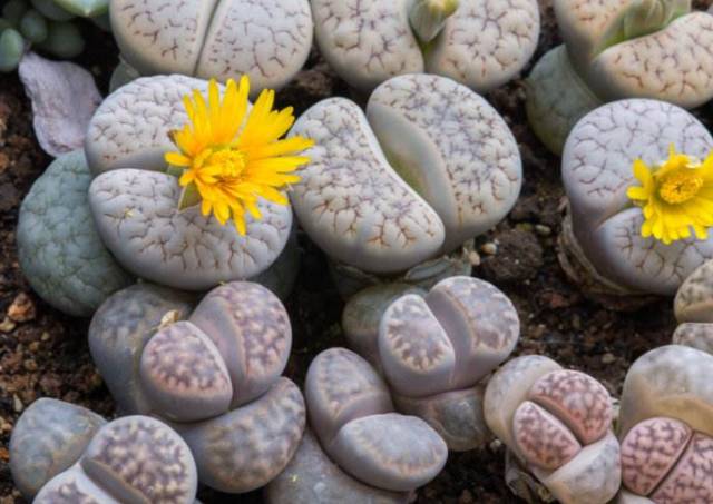 看多肉植物_看一下多肉植物_多肉植物識別大全