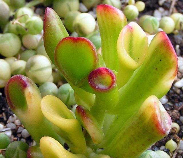 多肉植物識別大全_看多肉植物_看一下多肉植物