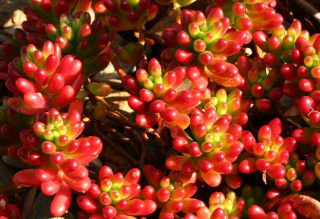 看多肉植物_多肉植物識別大全_看一下多肉植物