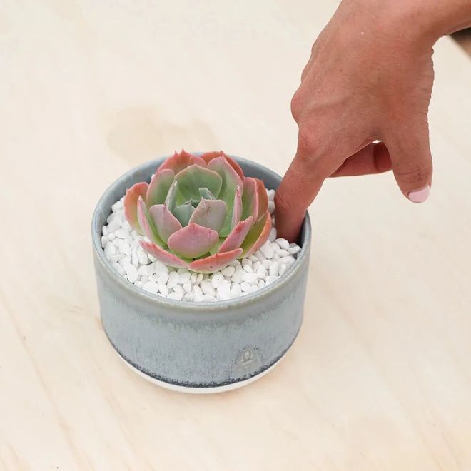 <strong>室內(nèi)養(yǎng)多肉學(xué)會(huì)正確澆水，各種盆栽多肉品種都能養(yǎng)好，能不斷繁殖</strong>