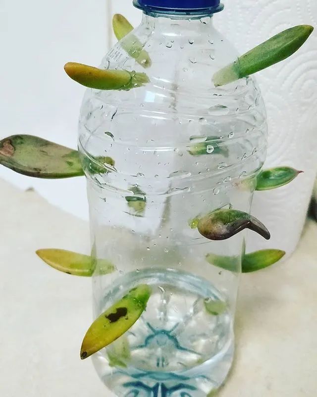 盆栽室內(nèi)養(yǎng)植物多肉好嗎_盆栽多肉好養(yǎng)嗎_多肉植物室內(nèi)盆栽好養(yǎng)