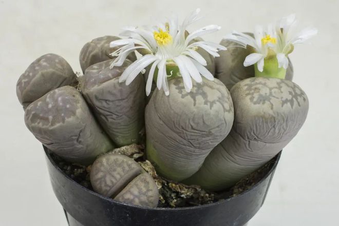 多肉植物室內(nèi)盆栽好養(yǎng)_盆栽多肉好養(yǎng)嗎_盆栽室內(nèi)養(yǎng)植物多肉好嗎