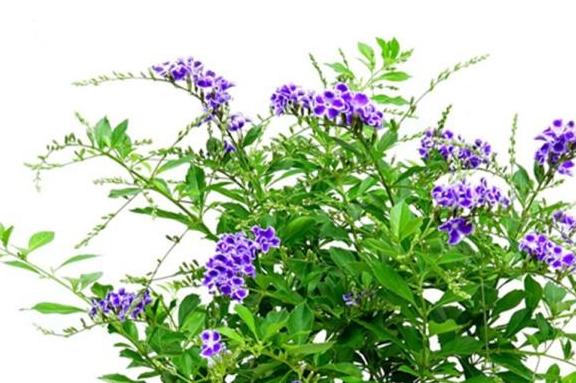 兩種花最適合新手養(yǎng)，有土就活，花開艷麗，滿屋散發(fā)奶香味