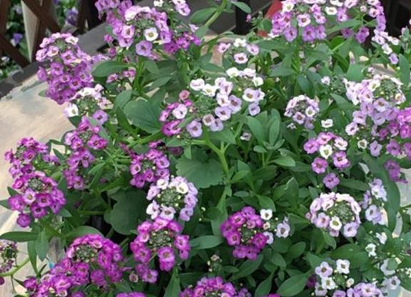 巧克力花冬天能修剪嗎_巧克力花冬天怎么養(yǎng)_巧克力花過冬