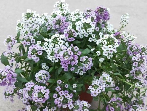 巧克力花過冬_巧克力花冬天能修剪嗎_巧克力花冬天怎么養(yǎng)