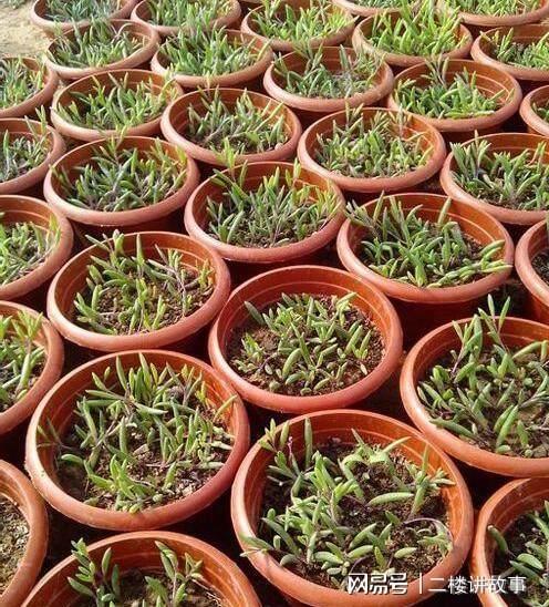 凈化空氣植物多肉_凈化空氣植物多肉好養(yǎng)嗎_凈化空氣植物多肉怎么養(yǎng)