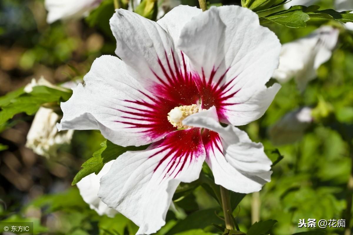 冬天也能開(kāi)爆盆的幾種花，好看又好養(yǎng)，寒冬臘月一直開(kāi)！