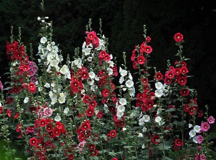 宿根花卉有哪些_宿根花卉根系_花卉宿根是什么意思