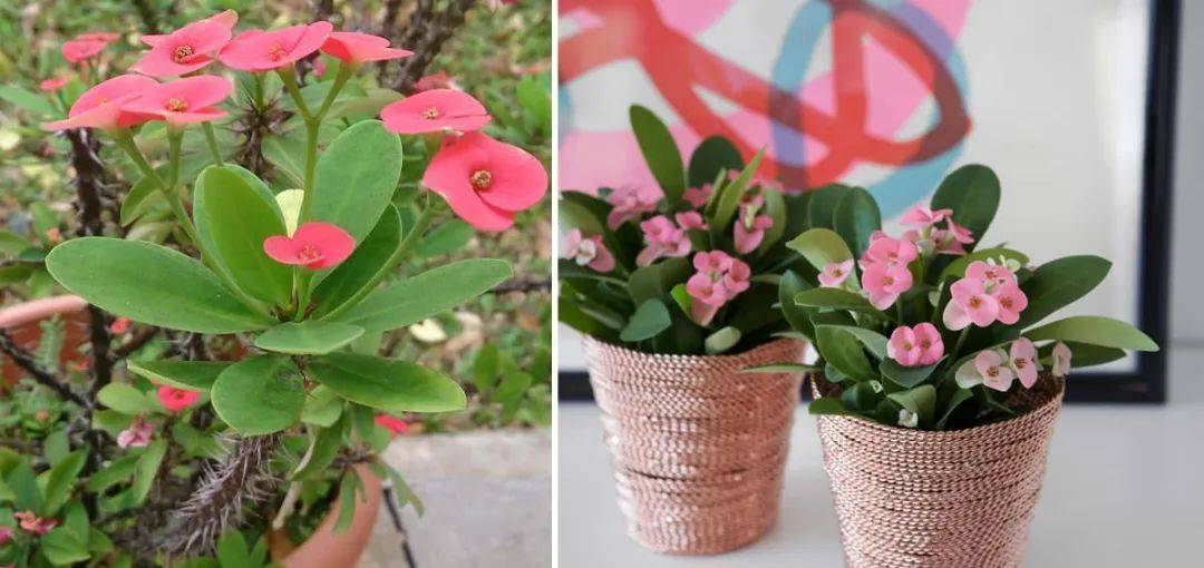 室內比較好養(yǎng)的植物_室內植物哪個好養(yǎng)活_室內養(yǎng)什么植物最好排名