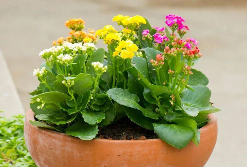 室內比較好養(yǎng)的植物_室內養(yǎng)什么植物最好排名_室內植物哪個好養(yǎng)活