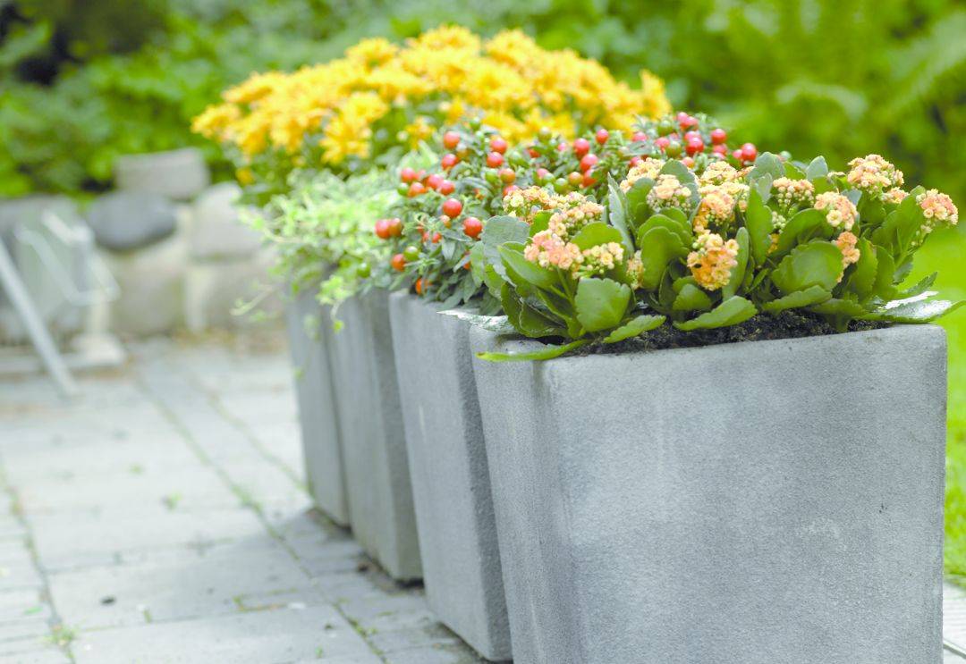 室內養(yǎng)什么植物最好排名_室內植物哪個好養(yǎng)活_室內比較好養(yǎng)的植物