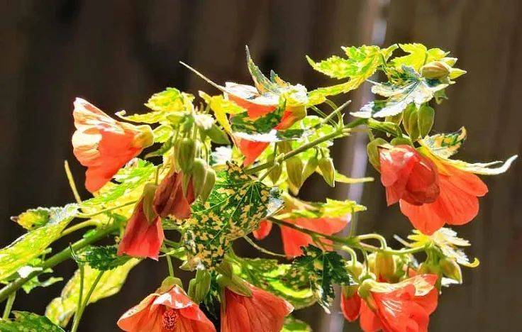 室內植物哪個好養(yǎng)活_室內養(yǎng)什么植物最好排名_室內比較好養(yǎng)的植物