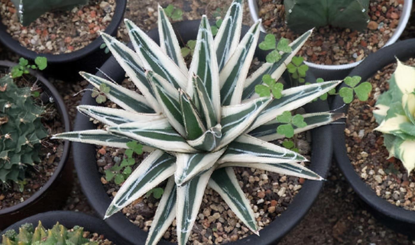 花卉養(yǎng)適合懶人盆栽嗎_懶人養(yǎng)的花_適合懶人養(yǎng)的花卉