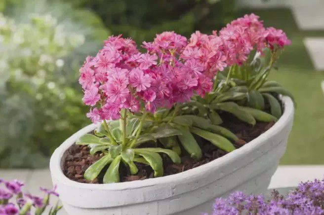 5種超好養(yǎng)還愛(ài)開(kāi)花的多肉，你家養(yǎng)了幾盆呢?