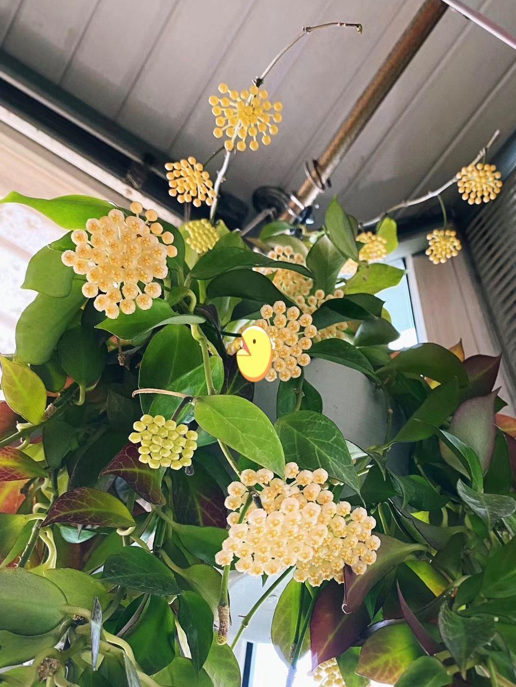 家里養(yǎng)花就選幾種_家里養(yǎng)什么花最好?有8種是首選_家庭養(yǎng)花的選擇