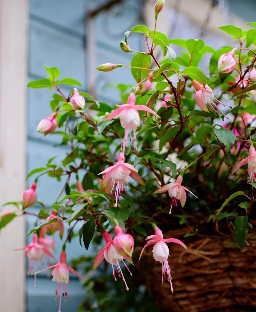 家里養(yǎng)花就選幾種_家庭養(yǎng)花的選擇_家里養(yǎng)什么花最好?有8種是首選