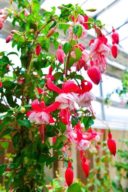 家里養(yǎng)什么花最好?有8種是首選_家里養(yǎng)花就選幾種_家庭養(yǎng)花的選擇