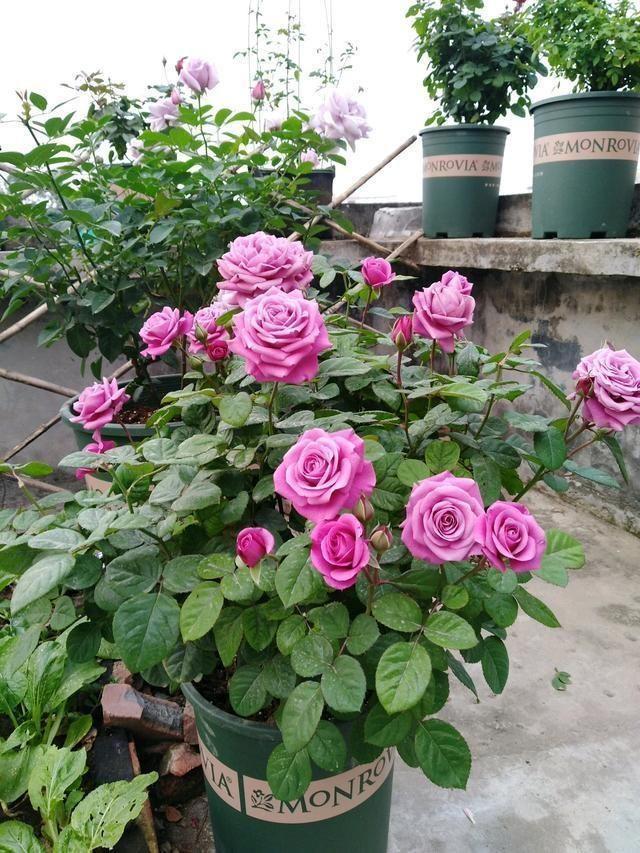 家里養(yǎng)什么花最好?有8種是首選_家里養(yǎng)花就選幾種_家庭養(yǎng)花的選擇