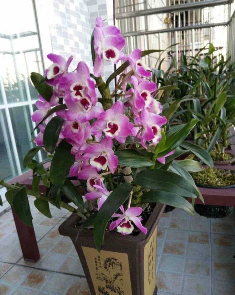 家庭養(yǎng)花的選擇_家里養(yǎng)什么花最好?有8種是首選_家里養(yǎng)花就選幾種