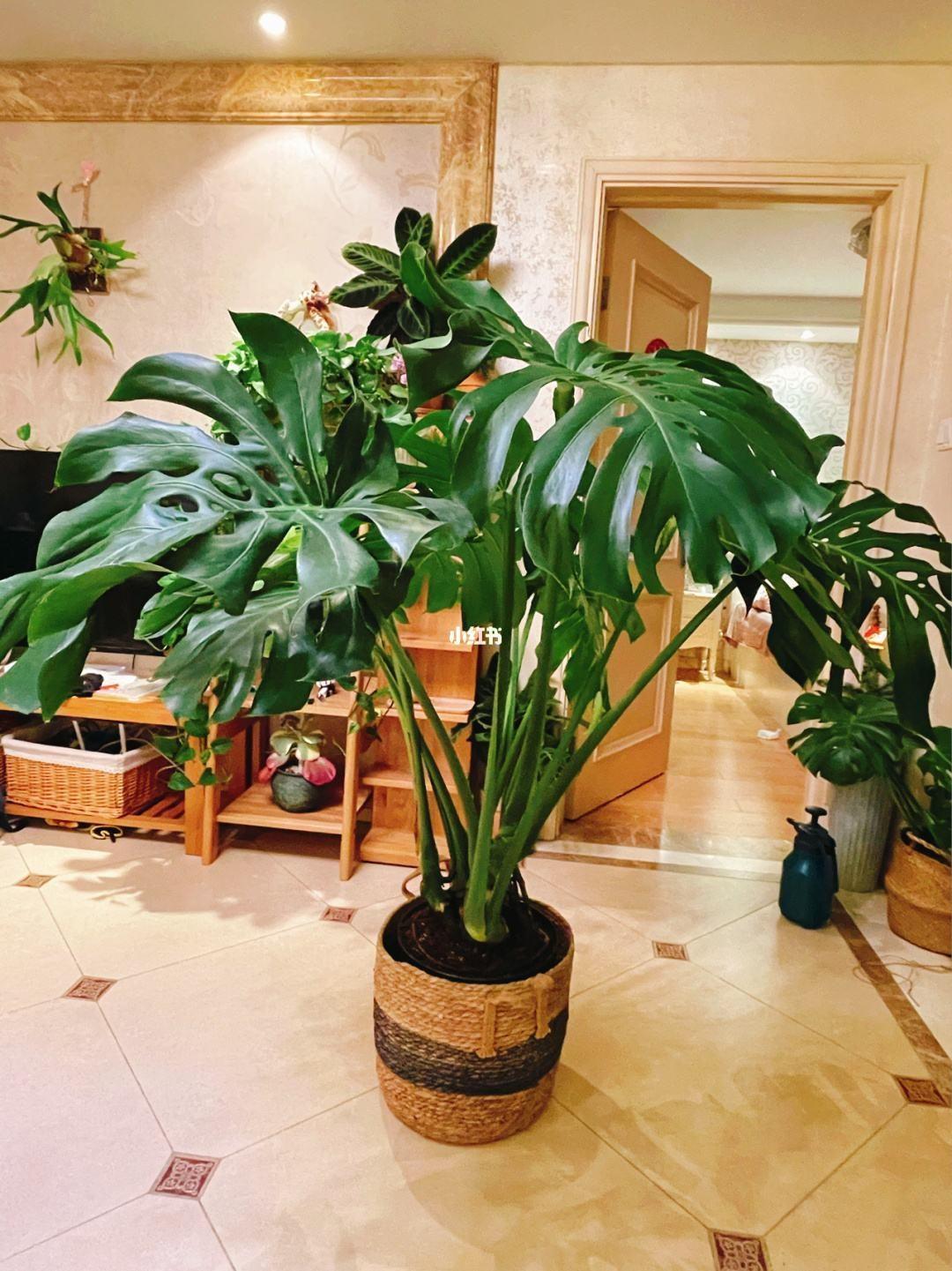 家里養(yǎng)什么花最好?有8種是首選_家里養(yǎng)花就選幾種_家庭養(yǎng)花的選擇