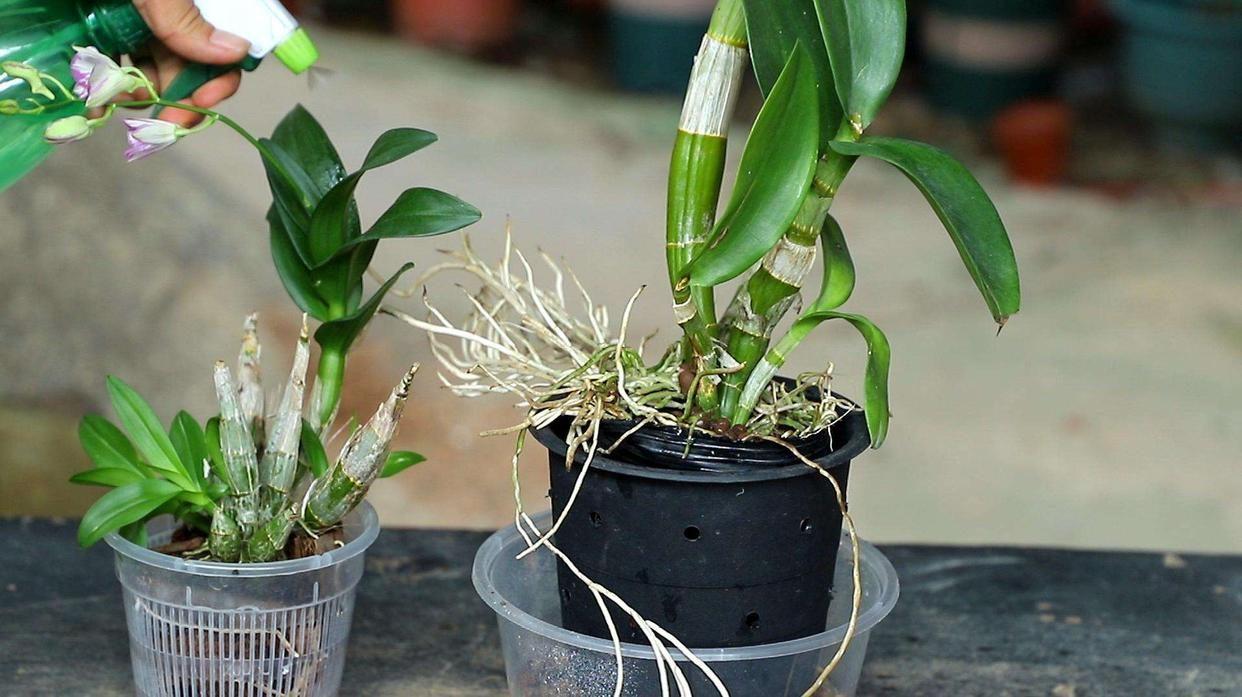 家里養(yǎng)花就選幾種_家里養(yǎng)什么花最好?有8種是首選_家庭養(yǎng)花的選擇