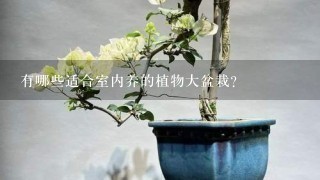 冬養(yǎng)綠植適合家天里的客廳嗎_冬天適合養(yǎng)什么綠植在屋內(nèi)_冬天家里適合養(yǎng)什么綠植