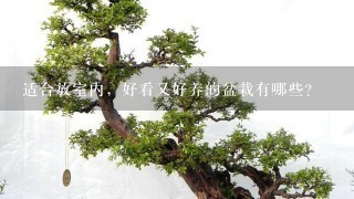 冬天家里適合養(yǎng)什么綠植_冬養(yǎng)綠植適合家天里的客廳嗎_冬天適合養(yǎng)什么綠植在屋內(nèi)