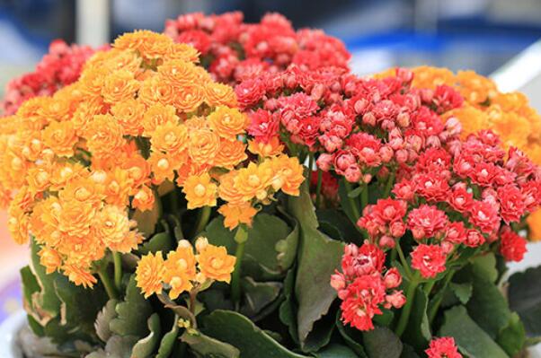 綠植好養(yǎng)_最好養(yǎng)活的綠植_養(yǎng)綠植養(yǎng)的好有什么寓意