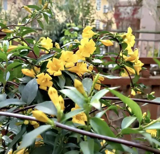 室內(nèi)養(yǎng)綠植的好處_室內(nèi)養(yǎng)綠植有什么好處_好處室內(nèi)養(yǎng)綠植的句子