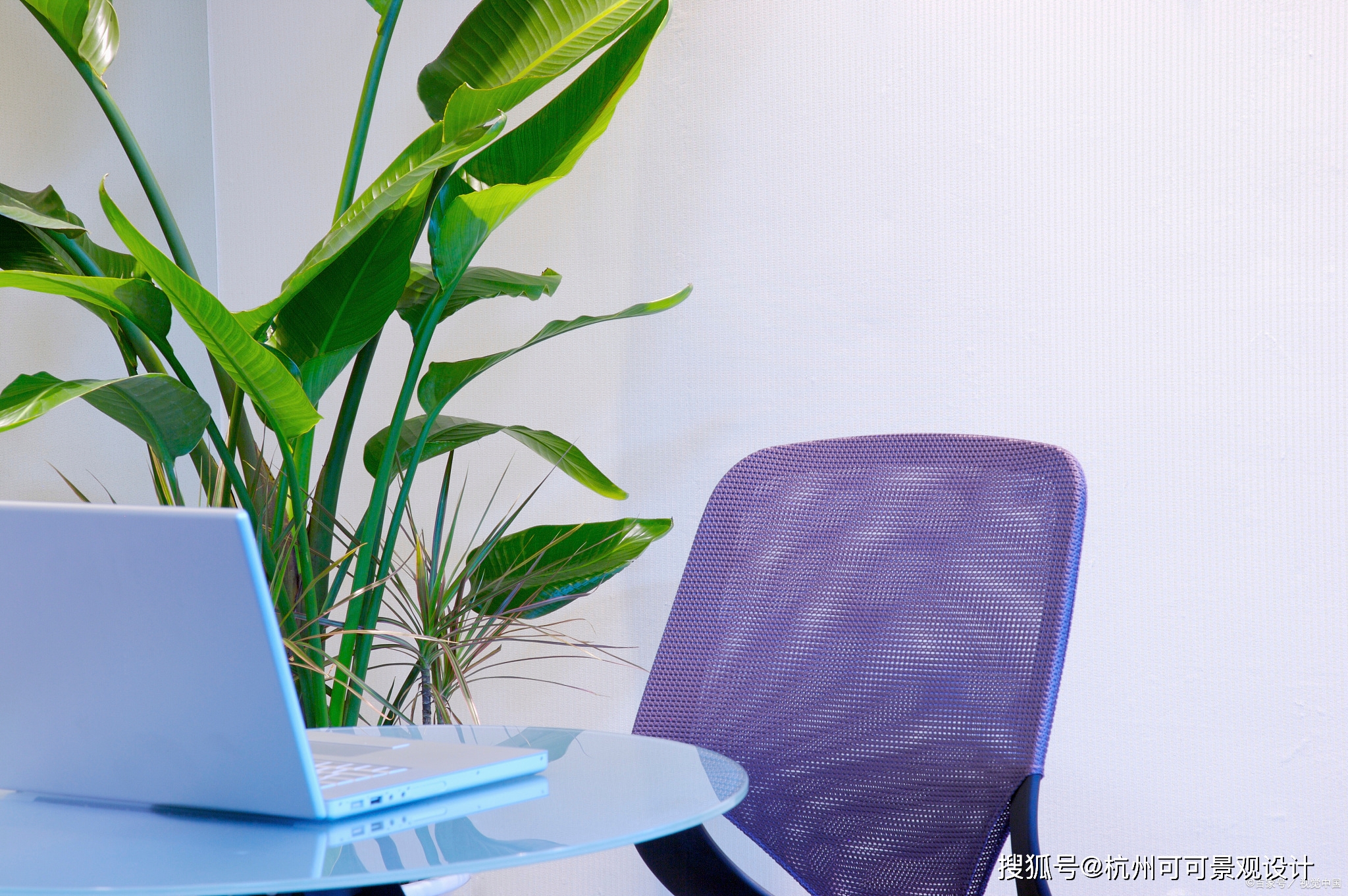 適合客廳擺放的幾種大型綠植